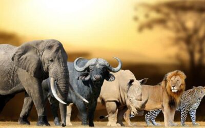 Big-5-Wildlife-Safaris-in-Africa
